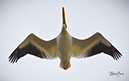 3S1A3831PelicanUnderside-NA
