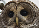 3S1A8794OwlCloseUp-NA