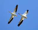 3S1A3174Pelicans-NA