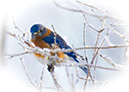 3S1A0024Bluebird-NA