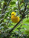 3S1A7809WarblerHolly-NA