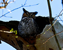 3S1A3291HornedOwl-NA