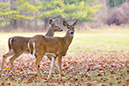 3S1A9102Deer-NA