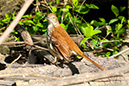 3S1A4165BrownThrasher-NA