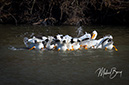 3S1A9130PelicansFeeding-NA