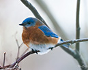 2S0A4437 Bluebird19Jan2025-NA
