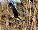 3S1A2220Eagle-NA