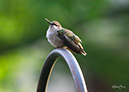 3S1A5064Hummingbird-NA