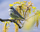 3S1A3727 YellowRumpedWarbler-NA