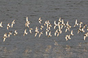 3S1A5008Dunlins-NA