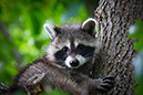 3S1A5610Racoon-NA