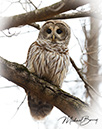 3S1A8787.dngOwlTreeBranch-NA