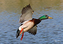 3S1A4485Mallard-NA