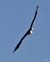 3S1A2204 Eagle-NA