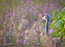 2S0A7718 SandhillCrane-NA