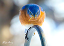 3S1A2419BluebirdWorm-NA