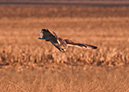 3S1A0129ShortEaredOwl-NA