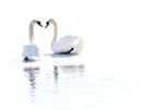 S1A4899Swans-NA