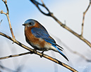 2S0A4732 BluebirdSun13Feb2025-NA