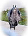 3S1A5167Heron-NA