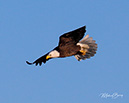 3S1A2205Eagle-NA