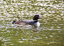 3S1A5440Loon-NA