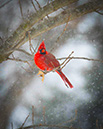 3S1A9907Cardinal-NA