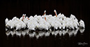 3S1A0644 PelicansHuddle-NA