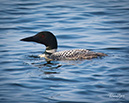 1X1A1167Loon-NA