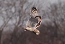 3S1A9928ShortEaredOwl-NA