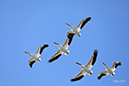 3S1A3152PelicanFlyOver-NA