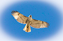 3S1A9106RedTailedHawk-NA
