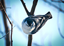 3S1A8860Nuthatch-NA
