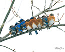 2S0A4385 BluebirdsRow19Jan2025-NA