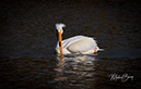 3S1A9148PelicanBadHair-NA
