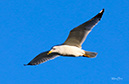 3S1A2179RingedBilledGull-NA