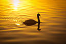 3S1A9292Swan-NA