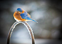 3S1A9975BlueBird-NA
