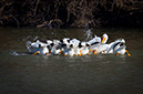 3S1A9130PelicansFeeding-NA