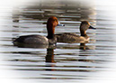 3S1A8945RedheadDuck-NA