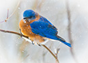 3S1A9869BlueBird-NA