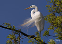 3S1A4553Egret-NA