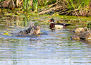 3S1A4623WoodDuck-NA
