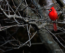 3S1A2248Cardinal-NA